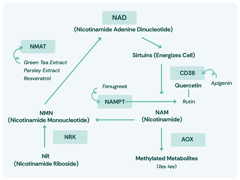 Enhance NAD Naturally