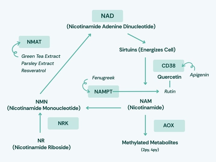 NAD Interactive Chart